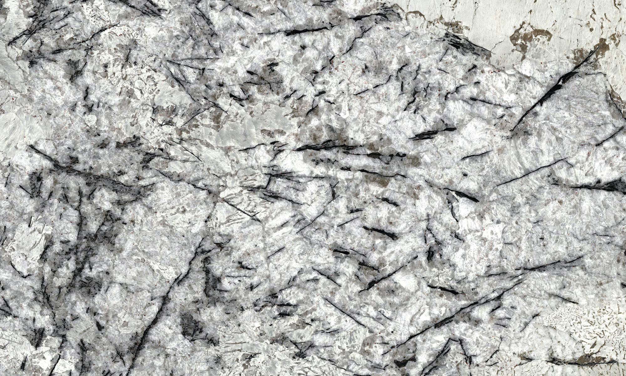 Scalea Delicatus Ice